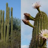 Trichocereus terscheckii, Rio Paganzo, Argentina ©JL.jpg